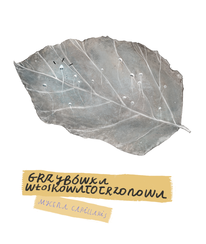 Zdjęcie przyrodnicze 3